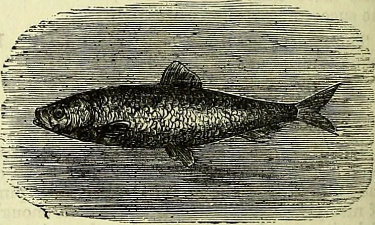 An illustration from Cassell's dictionary of cookery, with numerous engravings and full-page coloured plates : containing about nine thousand recipes., 1880, leaf 694