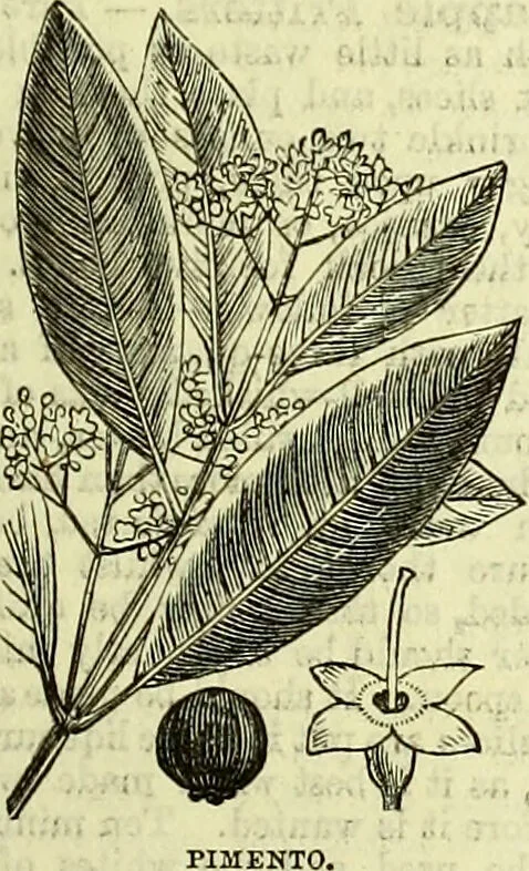 An illustration from Cassell's dictionary of cookery, with numerous engravings and full-page coloured plates : containing about nine thousand recipes., 1880, leaf 695