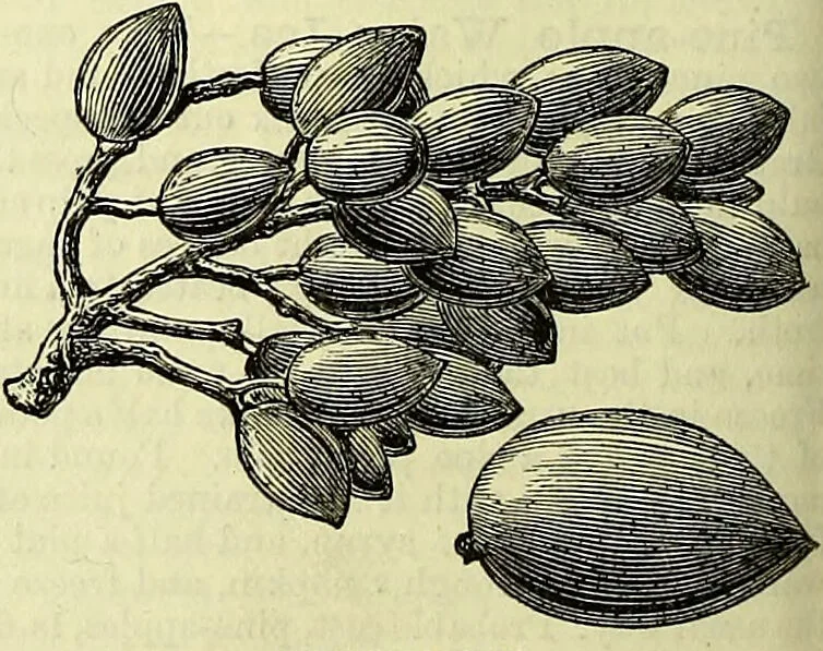 An illustration from Cassell's dictionary of cookery, with numerous engravings and full-page coloured plates : containing about nine thousand recipes., 1880, leaf 700