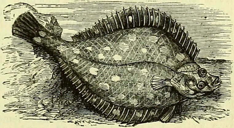 An illustration from Cassell's dictionary of cookery, with numerous engravings and full-page coloured plates : containing about nine thousand recipes., 1880, leaf 701