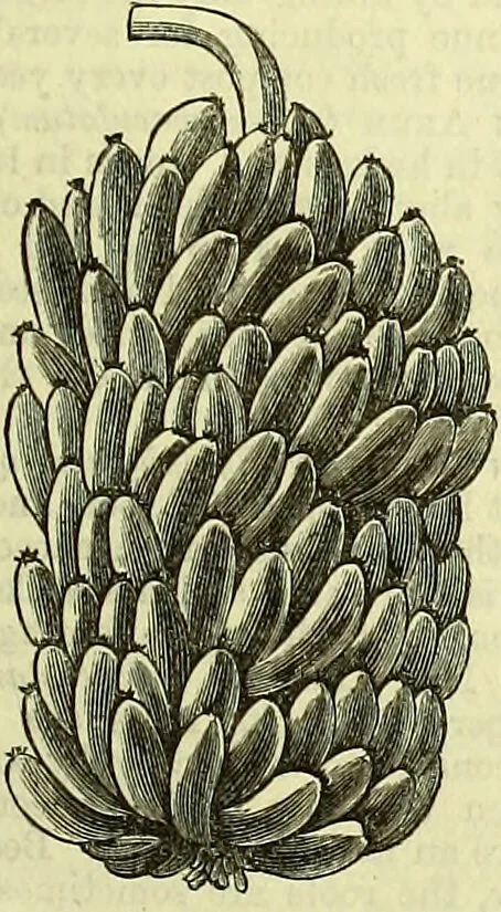 An illustration from Cassell's dictionary of cookery, with numerous engravings and full-page coloured plates : containing about nine thousand recipes., 1880, leaf 703