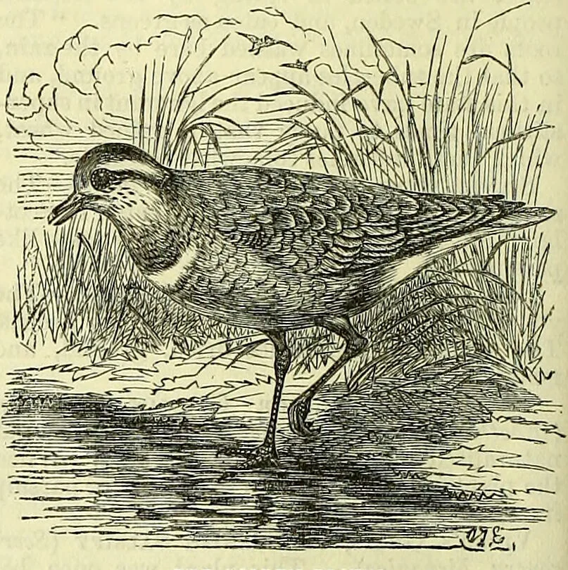 An illustration from Cassell's dictionary of cookery, with numerous engravings and full-page coloured plates : containing about nine thousand recipes., 1880, leaf 706
