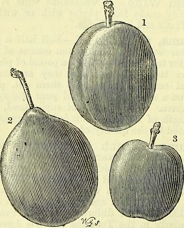 An illustration from Cassell's dictionary of cookery, with numerous engravings and full-page coloured plates : containing about nine thousand recipes., 1880, leaf 714
