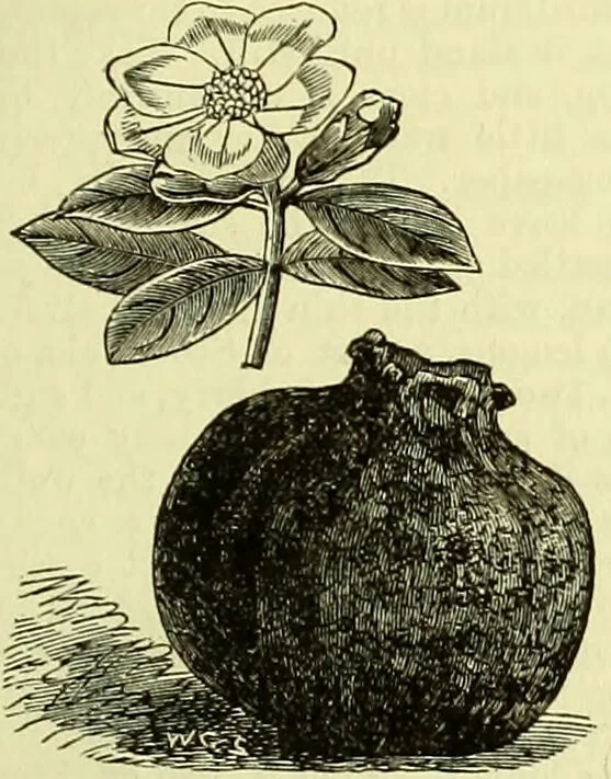 An illustration from Cassell's dictionary of cookery, with numerous engravings and full-page coloured plates : containing about nine thousand recipes., 1880, leaf 719