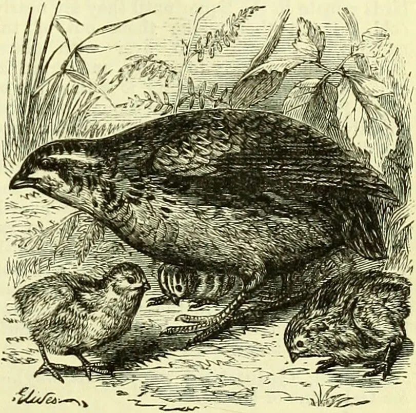 An illustration from Cassell's dictionary of cookery, with numerous engravings and full-page coloured plates : containing about nine thousand recipes., 1880, leaf 797