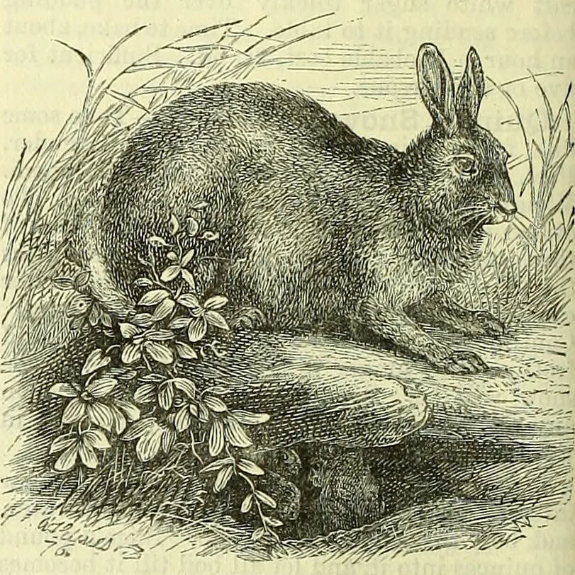 An illustration from Cassell's dictionary of cookery, with numerous engravings and full-page coloured plates : containing about nine thousand recipes., 1880, leaf 806