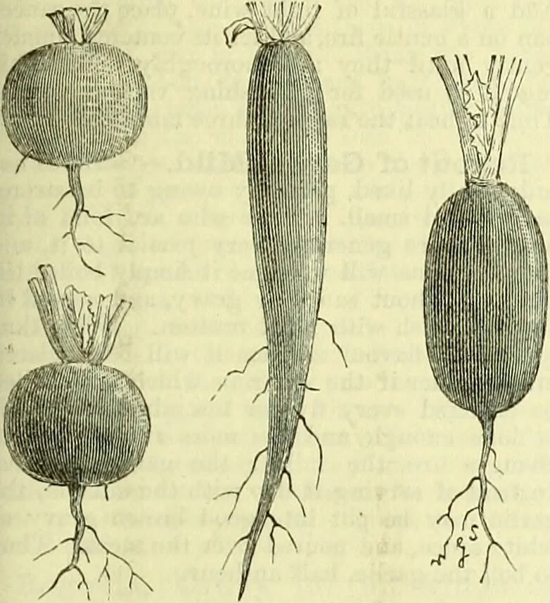 An illustration from Cassell's dictionary of cookery, with numerous engravings and full-page coloured plates : containing about nine thousand recipes., 1880, leaf 823
