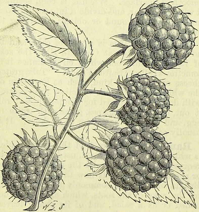 An illustration from Cassell's dictionary of cookery, with numerous engravings and full-page coloured plates : containing about nine thousand recipes., 1880, leaf 830