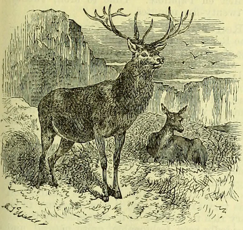 An illustration from Cassell's dictionary of cookery, with numerous engravings and full-page coloured plates : containing about nine thousand recipes., 1880, leaf 845