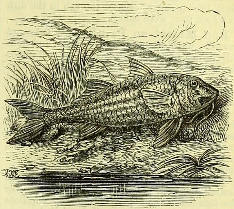 An illustration from Cassell's dictionary of cookery, with numerous engravings and full-page coloured plates : containing about nine thousand recipes., 1880, leaf 845