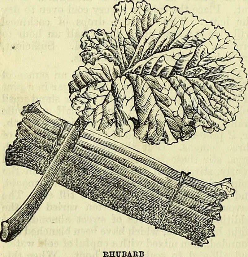 An illustration from Cassell's dictionary of cookery, with numerous engravings and full-page coloured plates : containing about nine thousand recipes., 1880, leaf 856