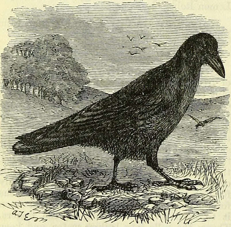 An illustration from Cassell's dictionary of cookery, with numerous engravings and full-page coloured plates : containing about nine thousand recipes., 1880, leaf 896