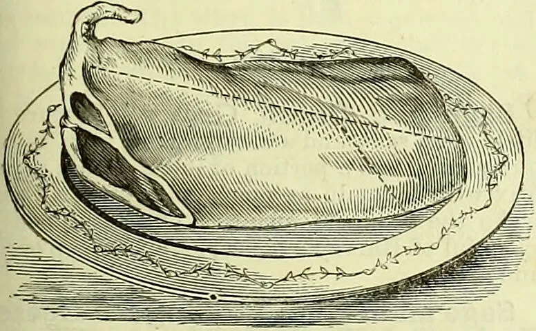 An illustration from Cassell's dictionary of cookery, with numerous engravings and full-page coloured plates : containing about nine thousand recipes., 1880, leaf 911