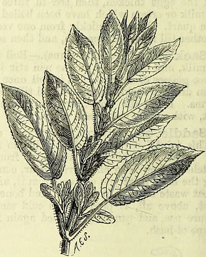 An illustration from Cassell's dictionary of cookery, with numerous engravings and full-page coloured plates : containing about nine thousand recipes., 1880, leaf 912