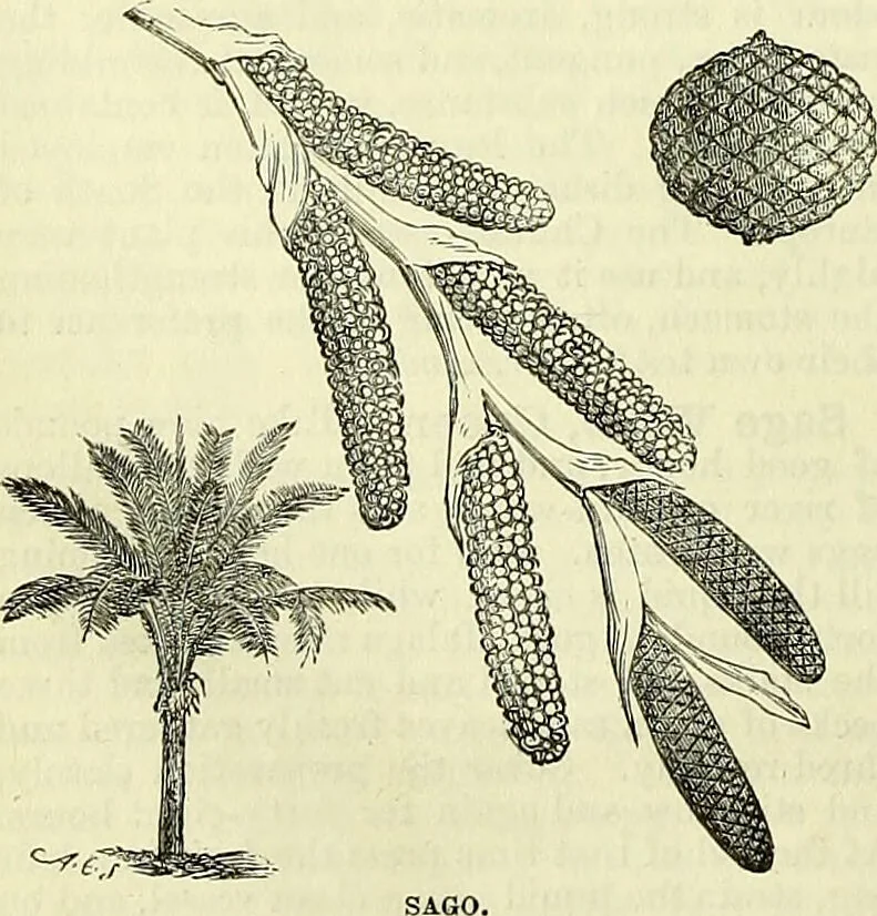 An illustration from Cassell's dictionary of cookery, with numerous engravings and full-page coloured plates : containing about nine thousand recipes., 1880, leaf 914