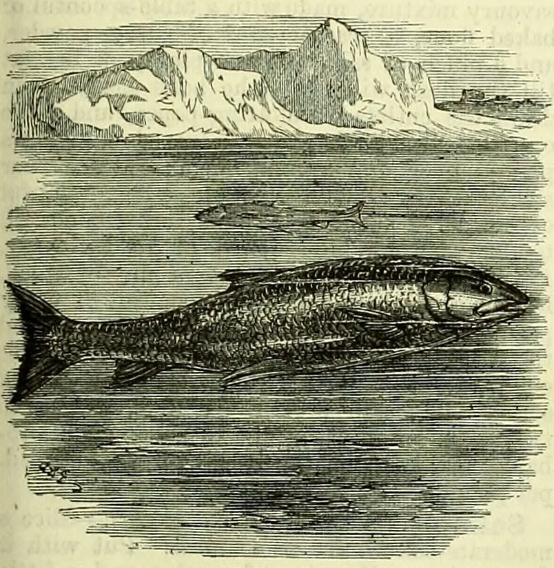 An illustration from Cassell's dictionary of cookery, with numerous engravings and full-page coloured plates : containing about nine thousand recipes., 1880, leaf 925