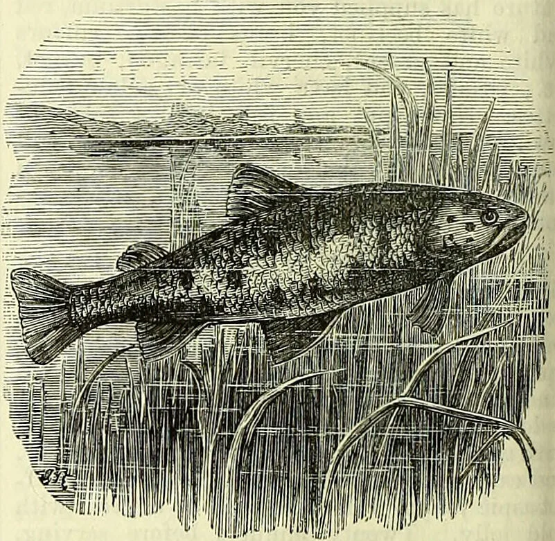 An illustration from Cassell's dictionary of cookery, with numerous engravings and full-page coloured plates : containing about nine thousand recipes., 1880, leaf 940