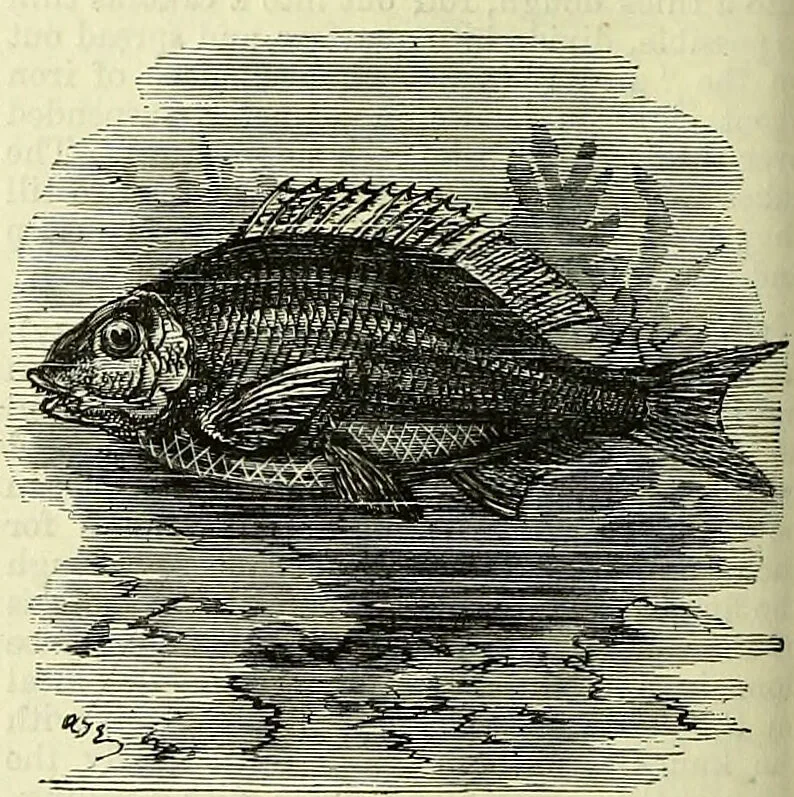 An illustration from Cassell's dictionary of cookery, with numerous engravings and full-page coloured plates : containing about nine thousand recipes., 1880, leaf 972