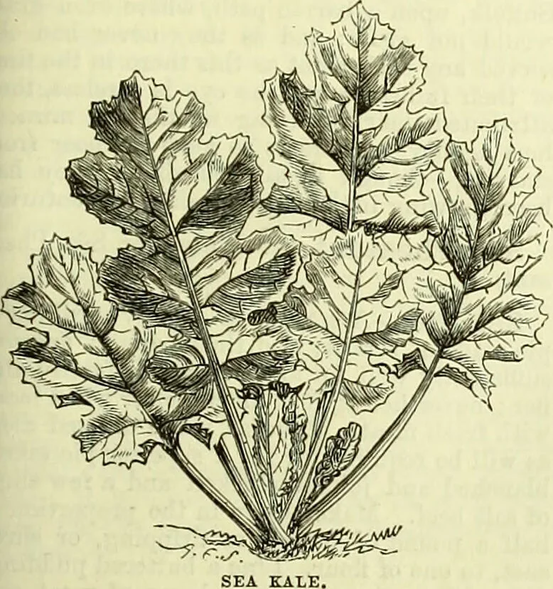 An illustration from Cassell's dictionary of cookery, with numerous engravings and full-page coloured plates : containing about nine thousand recipes., 1880, leaf 973