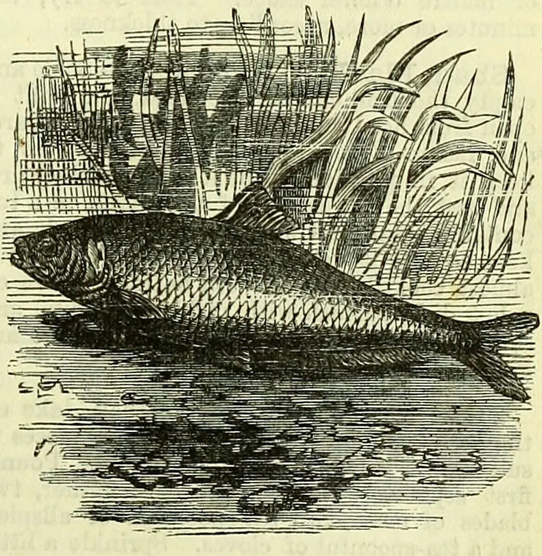 An illustration from Cassell's dictionary of cookery, with numerous engravings and full-page coloured plates : containing about nine thousand recipes., 1880, leaf 979