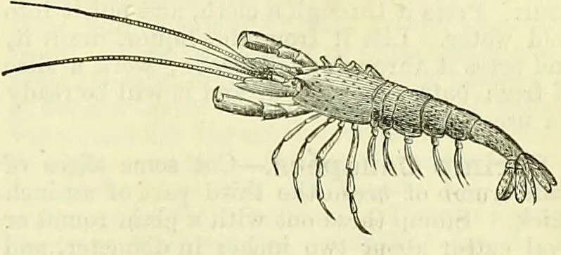 An illustration from Cassell's dictionary of cookery, with numerous engravings and full-page coloured plates : containing about nine thousand recipes., 1880, leaf 995