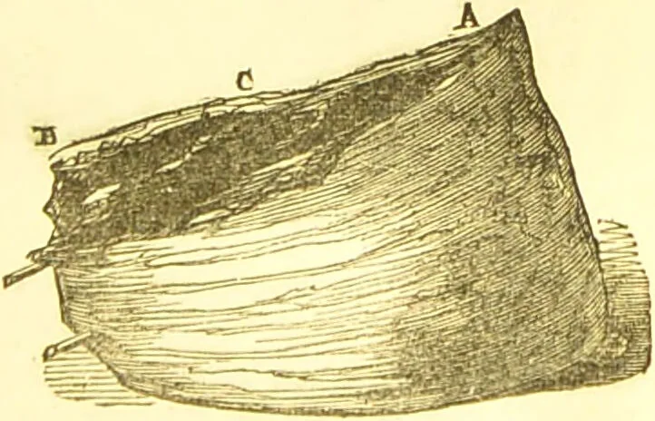 An illustration from Warne's model cookery and housekeeping book : containing complete instructions in household management / compiled and edited by Mary Jewry., 1871, leaf 33