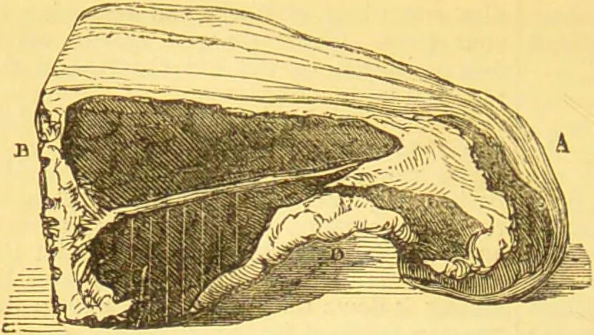 An illustration from Warne's model cookery and housekeeping book : containing complete instructions in household management / compiled and edited by Mary Jewry., 1871, leaf 34
