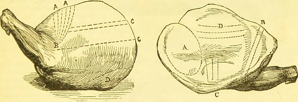 An illustration from Warne's model cookery and housekeeping book : containing complete instructions in household management / compiled and edited by Mary Jewry., 1871, leaf 35