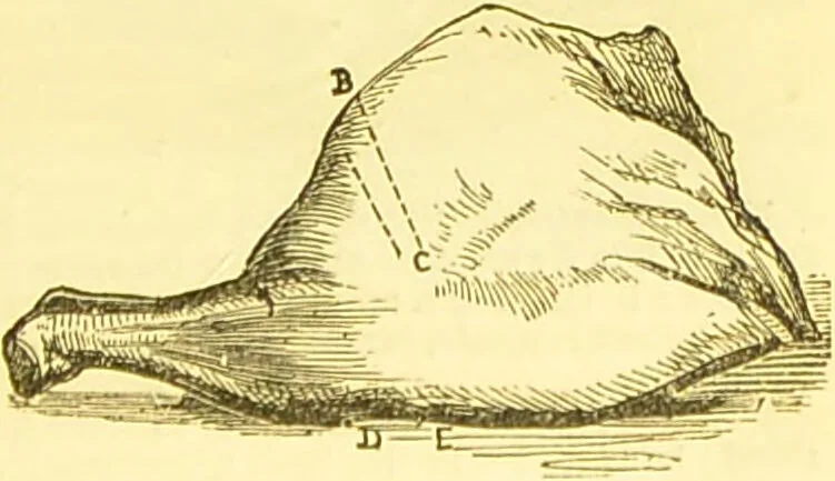 An illustration from Warne's model cookery and housekeeping book : containing complete instructions in household management / compiled and edited by Mary Jewry., 1871, leaf 35