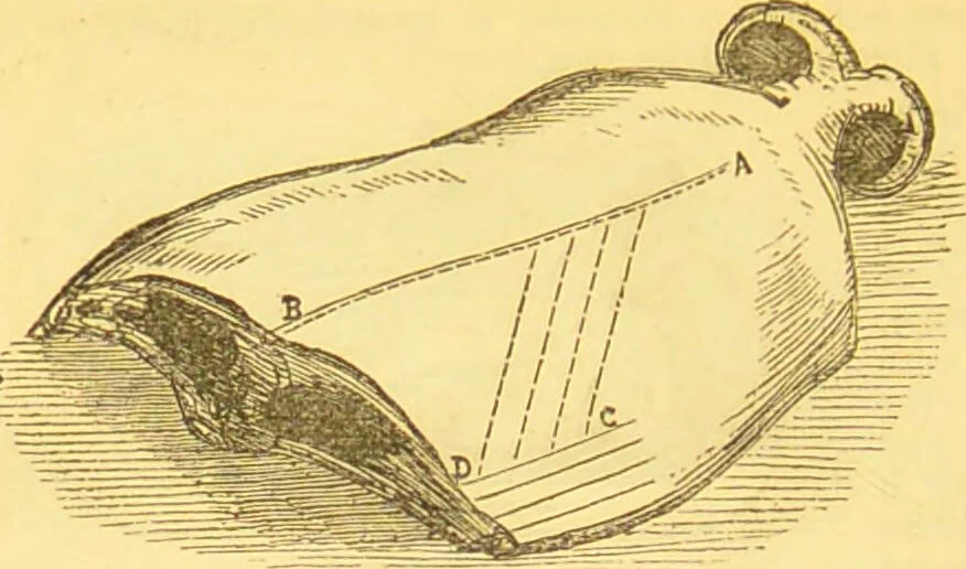 An illustration from Warne's model cookery and housekeeping book : containing complete instructions in household management / compiled and edited by Mary Jewry., 1871, leaf 36