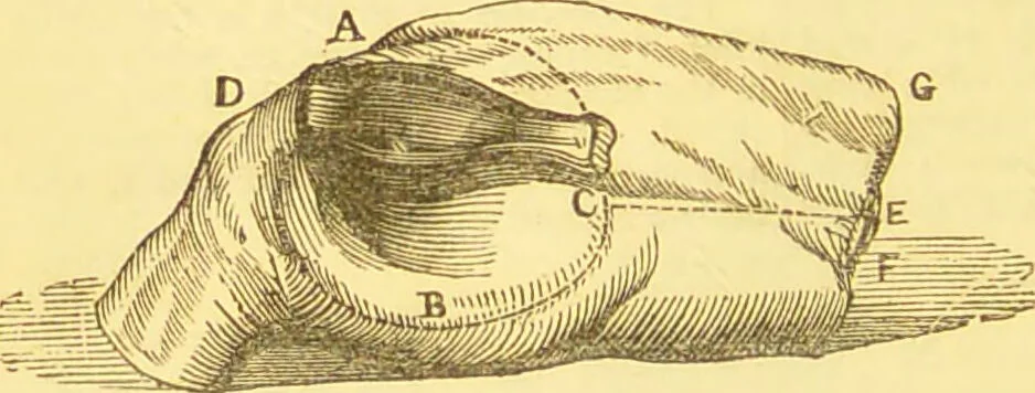 An illustration from Warne's model cookery and housekeeping book : containing complete instructions in household management / compiled and edited by Mary Jewry., 1871, leaf 36