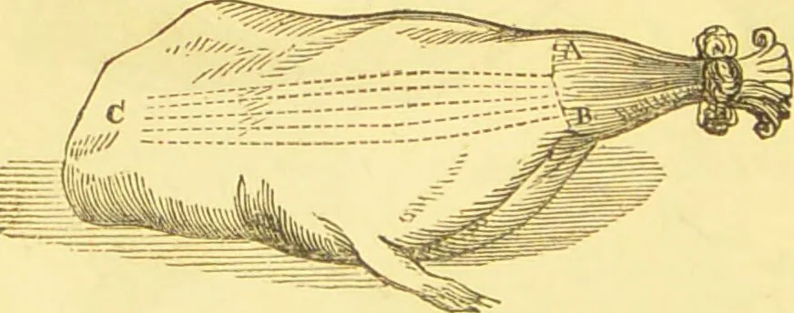 An illustration from Warne's model cookery and housekeeping book : containing complete instructions in household management / compiled and edited by Mary Jewry., 1871, leaf 36