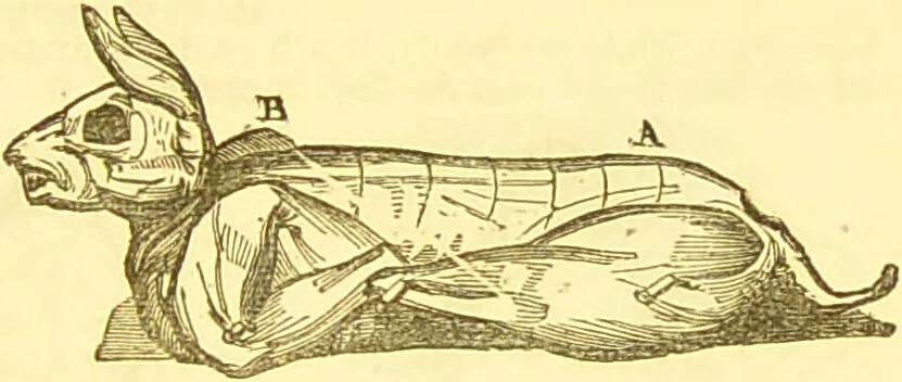 An illustration from Warne's model cookery and housekeeping book : containing complete instructions in household management / compiled and edited by Mary Jewry., 1871, leaf 37