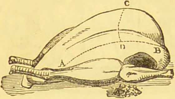 An illustration from Warne's model cookery and housekeeping book : containing complete instructions in household management / compiled and edited by Mary Jewry., 1871, leaf 38
