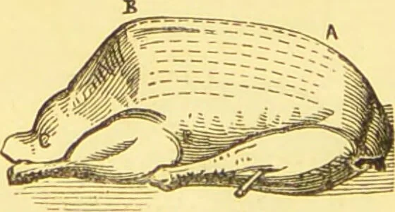 An illustration from Warne's model cookery and housekeeping book : containing complete instructions in household management / compiled and edited by Mary Jewry., 1871, leaf 38