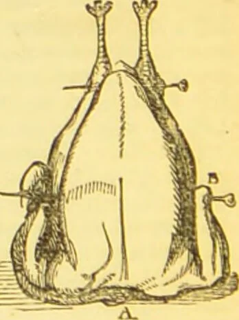 An illustration from Warne's model cookery and housekeeping book : containing complete instructions in household management / compiled and edited by Mary Jewry., 1871, leaf 38