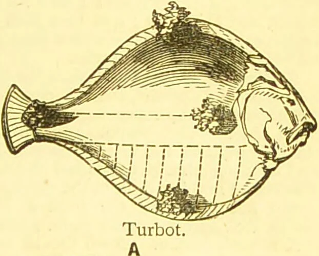 An illustration from Warne's model cookery and housekeeping book : containing complete instructions in household management / compiled and edited by Mary Jewry., 1871, leaf 39