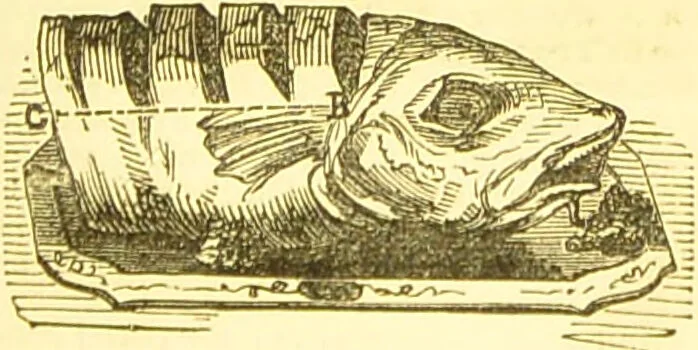 An illustration from Warne's model cookery and housekeeping book : containing complete instructions in household management / compiled and edited by Mary Jewry., 1871, leaf 39