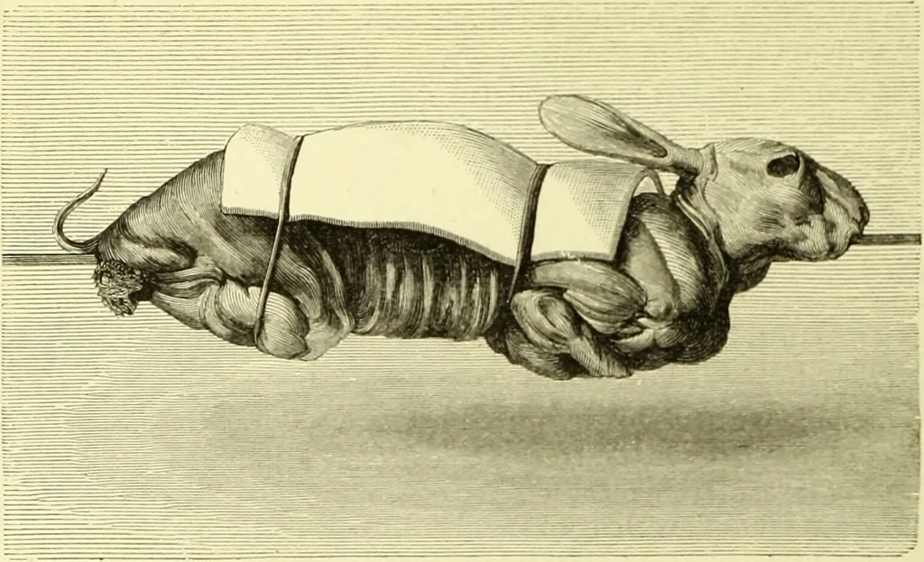 An illustration from The royal cookery book (le livre de cuisine) / by Jules Gouffé ; translated from the French and adapted for English use by Alphonse Gouffé ... comprising domestic and high-class cookery, illustrated with sixteen large plates printed in colours, and one hundred and sixty-one woodcuts from drawings from nature by E. Ronjat., 1883, leaf 102
