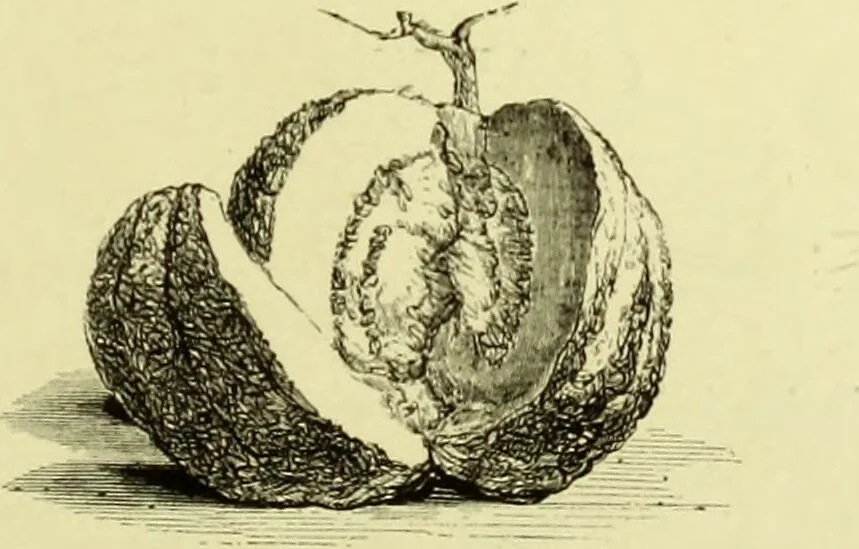 An illustration from The royal cookery book (le livre de cuisine) / by Jules Gouffé ; translated from the French and adapted for English use by Alphonse Gouffé ... comprising domestic and high-class cookery, illustrated with sixteen large plates printed in colours, and one hundred and sixty-one woodcuts from drawings from nature by E. Ronjat., 1883, leaf 111