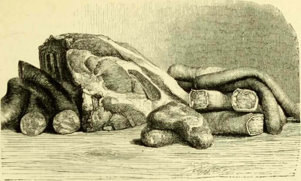 An illustration from The royal cookery book (le livre de cuisine) / by Jules Gouffé ; translated from the French and adapted for English use by Alphonse Gouffé ... comprising domestic and high-class cookery, illustrated with sixteen large plates printed in colours, and one hundred and sixty-one woodcuts from drawings from nature by E. Ronjat., 1883, leaf 169