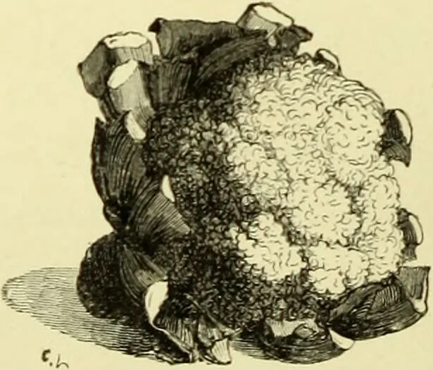 An illustration from The royal cookery book (le livre de cuisine) / by Jules Gouffé ; translated from the French and adapted for English use by Alphonse Gouffé ... comprising domestic and high-class cookery, illustrated with sixteen large plates printed in colours, and one hundred and sixty-one woodcuts from drawings from nature by E. Ronjat., 1883, leaf 24