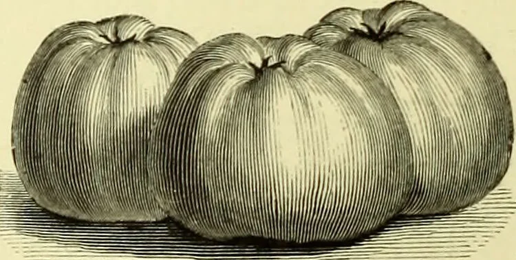 An illustration from The royal cookery book (le livre de cuisine) / by Jules Gouffé ; translated from the French and adapted for English use by Alphonse Gouffé ... comprising domestic and high-class cookery, illustrated with sixteen large plates printed in colours, and one hundred and sixty-one woodcuts from drawings from nature by E. Ronjat., 1883, leaf 252