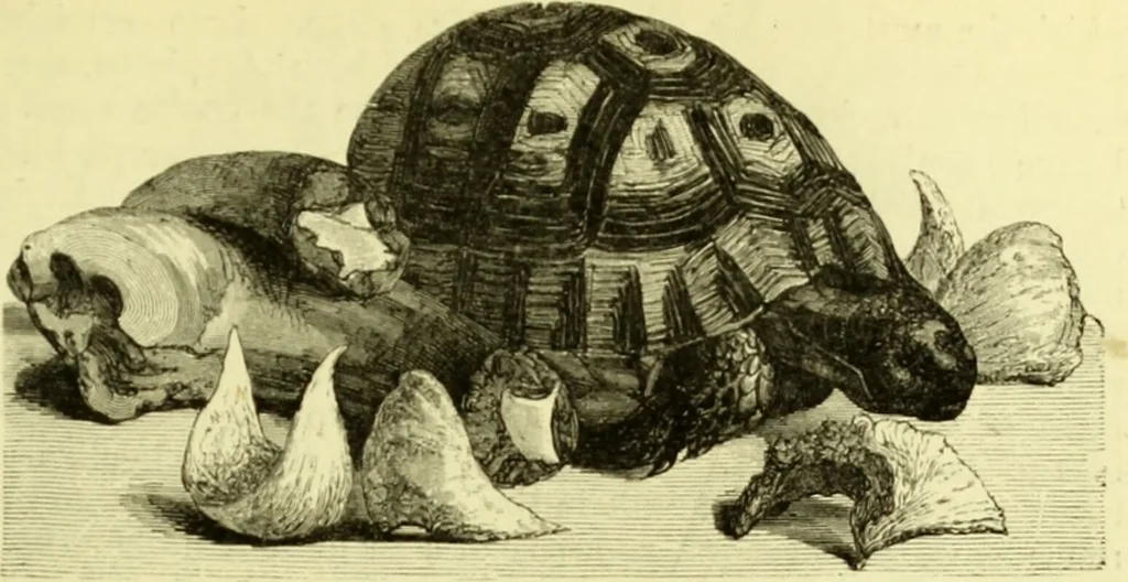 An illustration from The royal cookery book (le livre de cuisine) / by Jules Gouffé ; translated from the French and adapted for English use by Alphonse Gouffé ... comprising domestic and high-class cookery, illustrated with sixteen large plates printed in colours, and one hundred and sixty-one woodcuts from drawings from nature by E. Ronjat., 1883, leaf 265