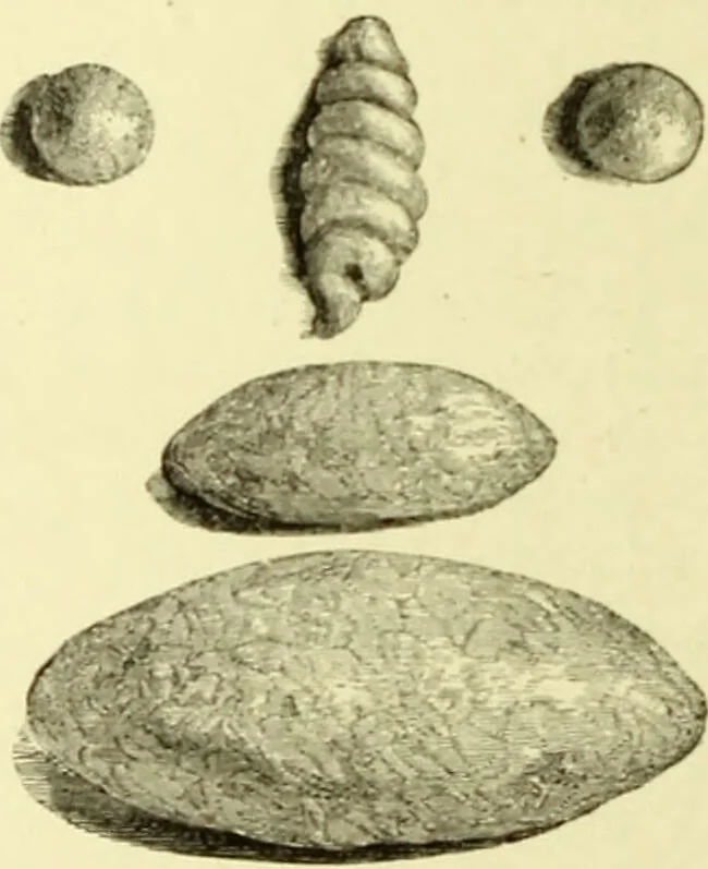 An illustration from The royal cookery book (le livre de cuisine) / by Jules Gouffé ; translated from the French and adapted for English use by Alphonse Gouffé ... comprising domestic and high-class cookery, illustrated with sixteen large plates printed in colours, and one hundred and sixty-one woodcuts from drawings from nature by E. Ronjat., 1883, leaf 274