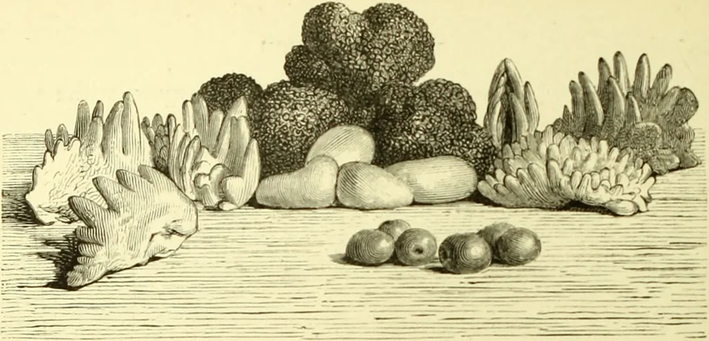An illustration from The royal cookery book (le livre de cuisine) / by Jules Gouffé ; translated from the French and adapted for English use by Alphonse Gouffé ... comprising domestic and high-class cookery, illustrated with sixteen large plates printed in colours, and one hundred and sixty-one woodcuts from drawings from nature by E. Ronjat., 1883, leaf 330