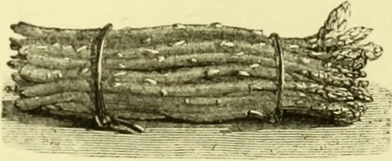 An illustration from The royal cookery book (le livre de cuisine) / by Jules Gouffé ; translated from the French and adapted for English use by Alphonse Gouffé ... comprising domestic and high-class cookery, illustrated with sixteen large plates printed in colours, and one hundred and sixty-one woodcuts from drawings from nature by E. Ronjat., 1883, leaf 347