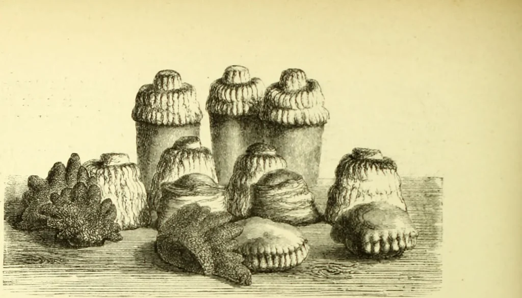 An illustration from The royal cookery book (le livre de cuisine) / by Jules Gouffé ; translated from the French and adapted for English use by Alphonse Gouffé ... comprising domestic and high-class cookery, illustrated with sixteen large plates printed in colours, and one hundred and sixty-one woodcuts from drawings from nature by E. Ronjat., 1883, leaf 348