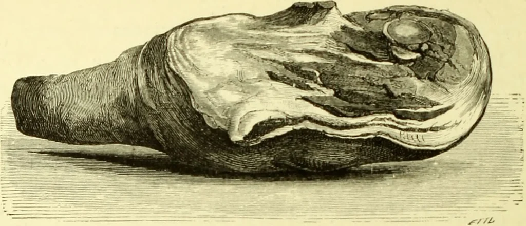 An illustration from The royal cookery book (le livre de cuisine) / by Jules Gouffé ; translated from the French and adapted for English use by Alphonse Gouffé ... comprising domestic and high-class cookery, illustrated with sixteen large plates printed in colours, and one hundred and sixty-one woodcuts from drawings from nature by E. Ronjat., 1883, leaf 414