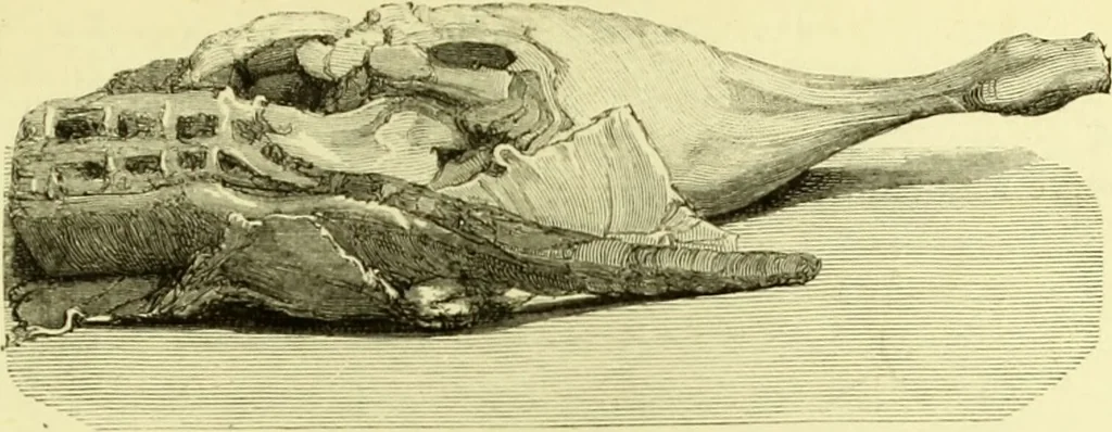An illustration from The royal cookery book (le livre de cuisine) / by Jules Gouffé ; translated from the French and adapted for English use by Alphonse Gouffé ... comprising domestic and high-class cookery, illustrated with sixteen large plates printed in colours, and one hundred and sixty-one woodcuts from drawings from nature by E. Ronjat., 1883, leaf 419